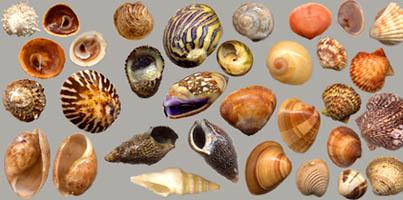 Conchas Marinas
